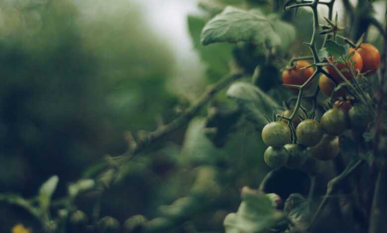 tomatoes, vine, garden