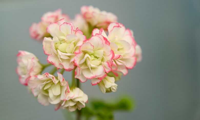 pelargonium, macro, geranium, flower, pelargonium, beautiful flowers, flower wallpaper, nature, flower background, pelargonium, pelargonium, pelargonium, pelargonium