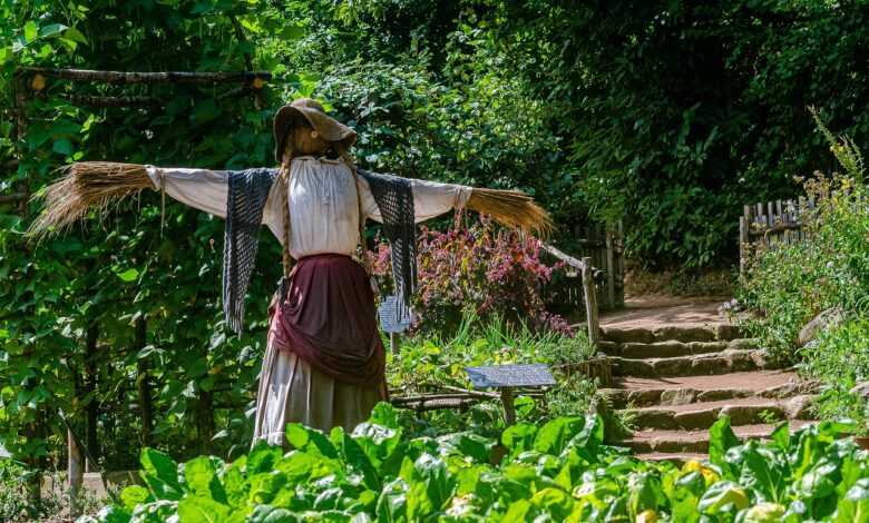 garden, scarecrow, chard