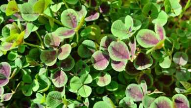 black, clover, trifolium repens