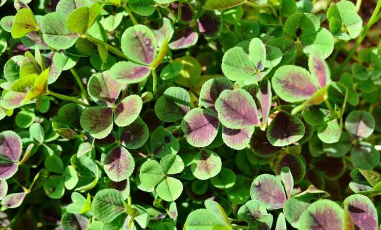 black, clover, trifolium repens