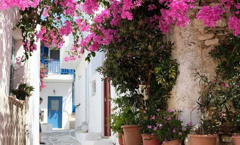 fleur, alley, flower