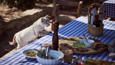 cat, table, nature, dining table, feline, pet, mammal, animal, domestic cat, hunger, food, kitten, cute, hungry, animal world, lick, tongue out