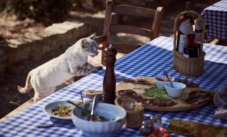 cat, table, nature, dining table, feline, pet, mammal, animal, domestic cat, hunger, food, kitten, cute, hungry, animal world, lick, tongue out