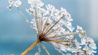 hemlock, plant, frost