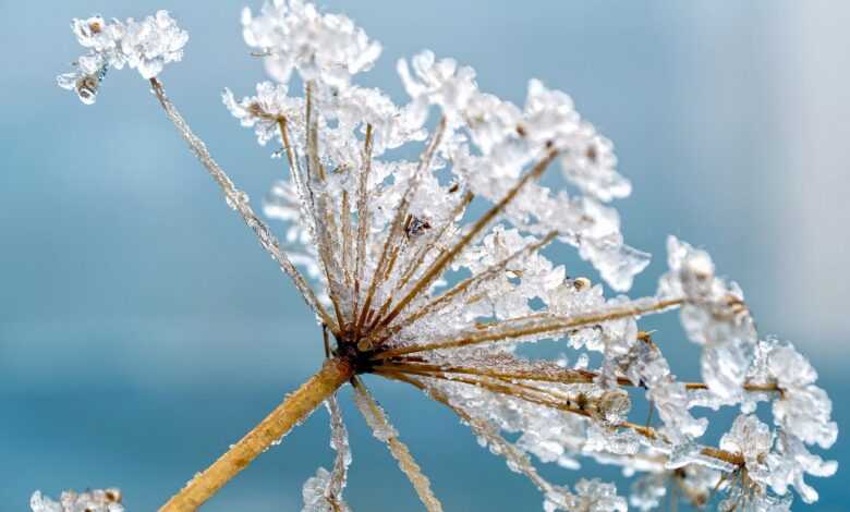 hemlock, plant, frost