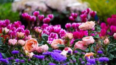 cyclamen, blossom, bloom