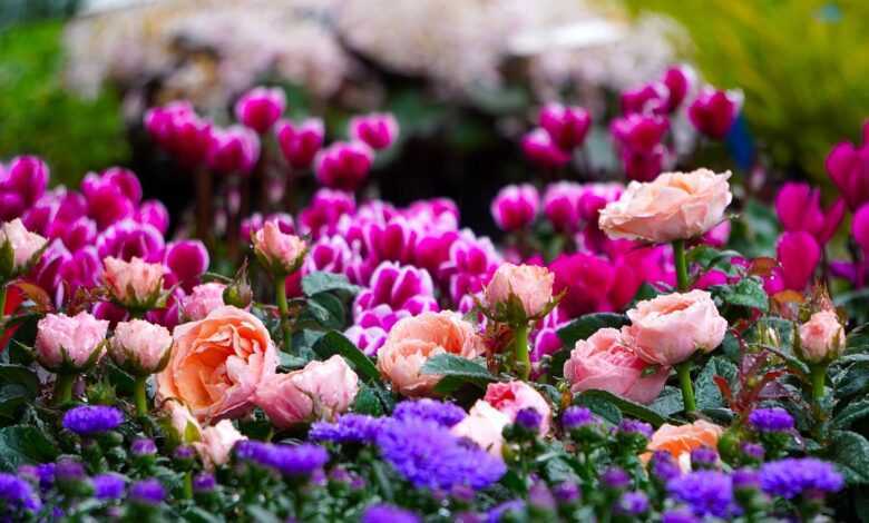 cyclamen, blossom, bloom