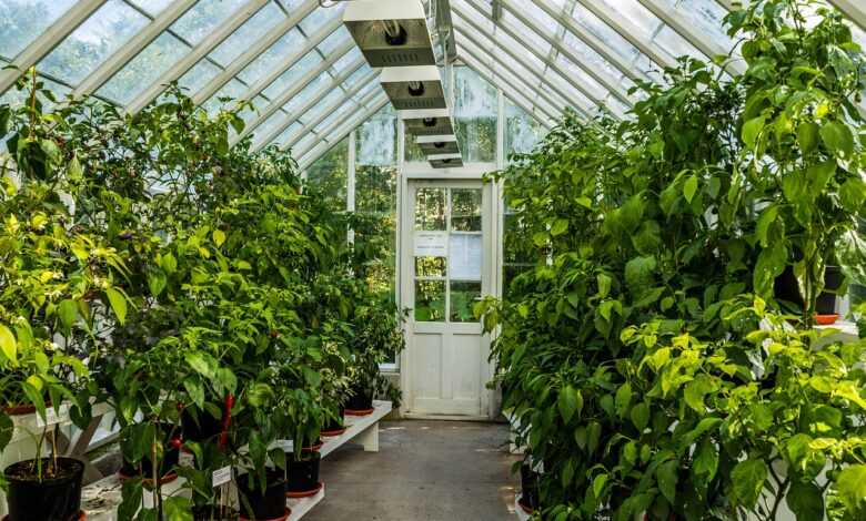 greenhouse, green, plants