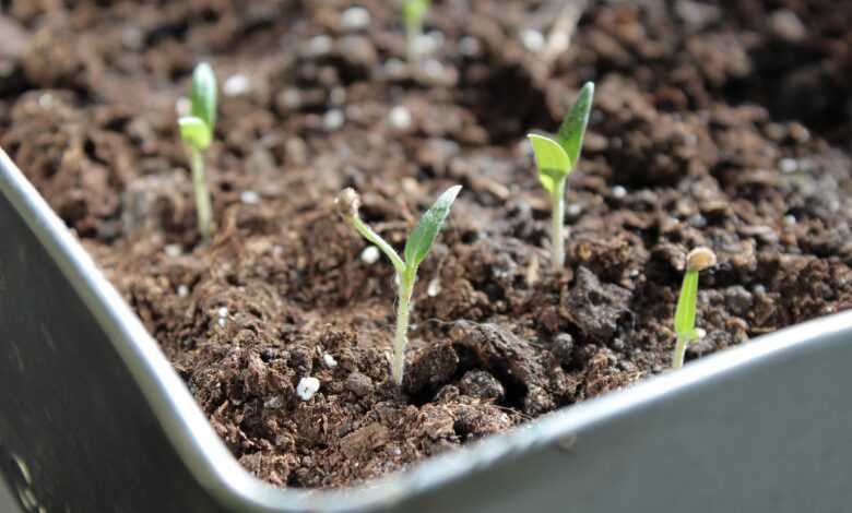 seedling, plant, tomatoes