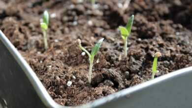 seedling, plant, tomatoes