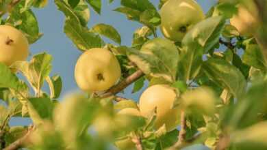 fruit, apples, tree