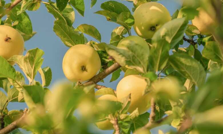 fruit, apples, tree