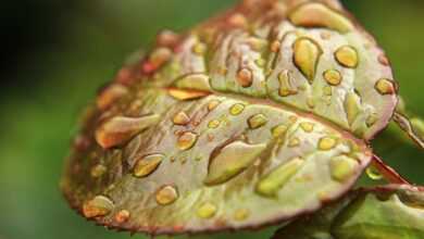 leaf, green, green leaf, nature, garden, drop of water, rain, wet, moisture, green background, ecology, moisture, moisture, moisture, moisture, moisture