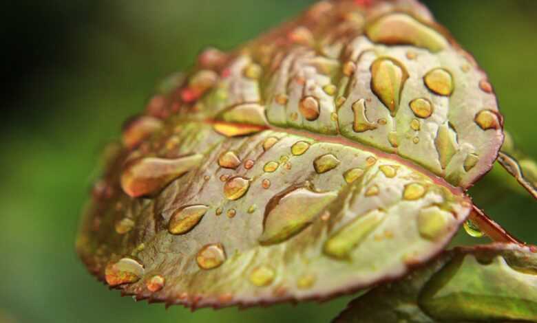 leaf, green, green leaf, nature, garden, drop of water, rain, wet, moisture, green background, ecology, moisture, moisture, moisture, moisture, moisture