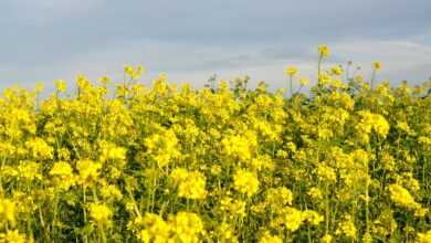 fall, mustard, field