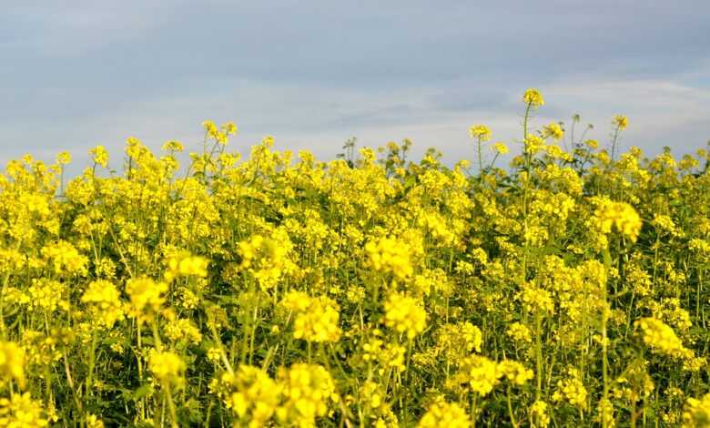 fall, mustard, field