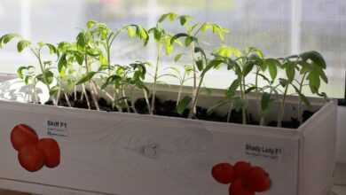 seedling, tomatoes, tomato