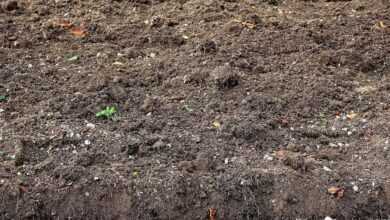 humus, ground, arable