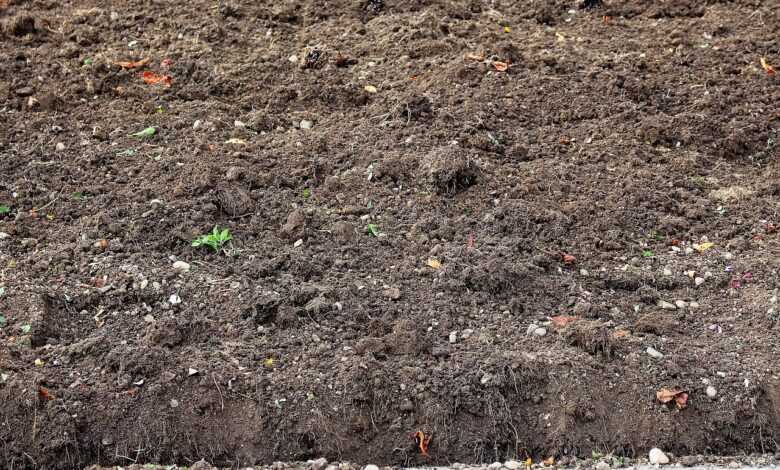 humus, ground, arable