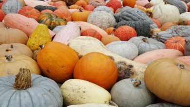 pumpkins, hidden object, diversity