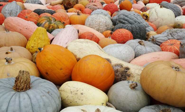 pumpkins, hidden object, diversity