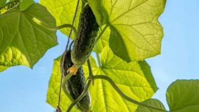 cucumbers, vegetables, food