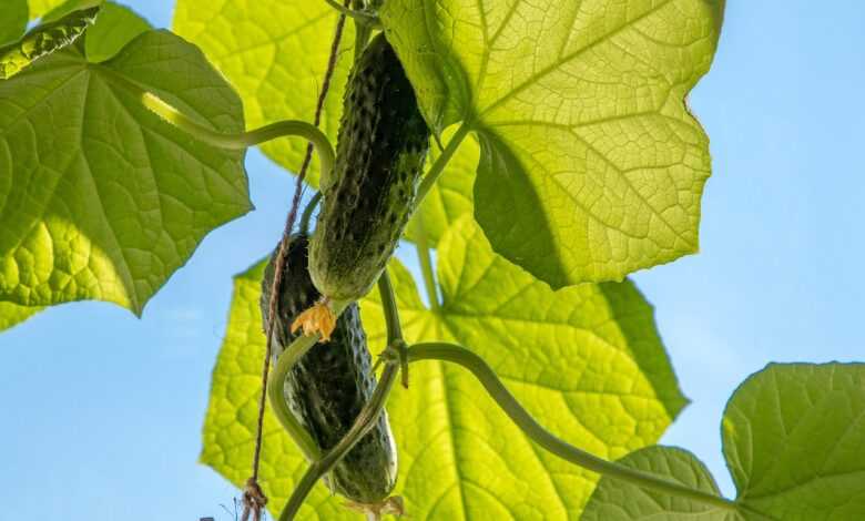 cucumbers, vegetables, food