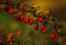 barberry, red, berries