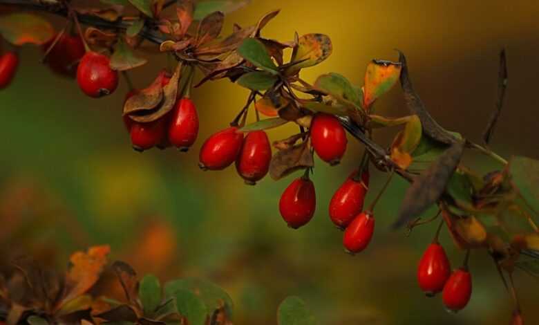 barberry, red, berries