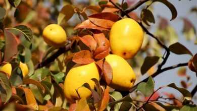 quince, quince tree, trees