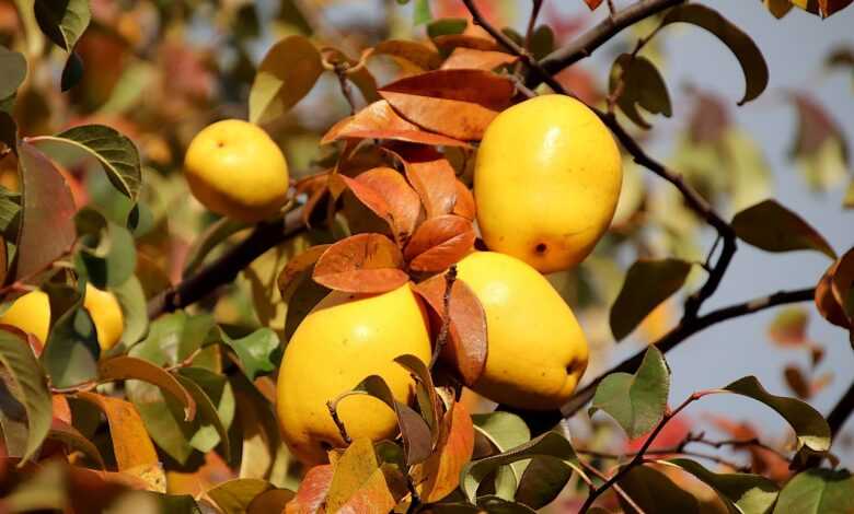 quince, quince tree, trees