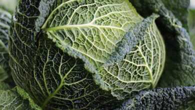 savoy, savoy cabbage, cabbage