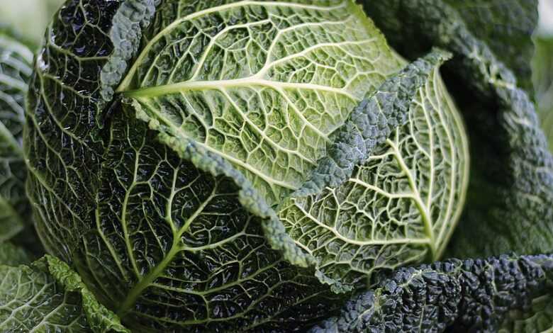 savoy, savoy cabbage, cabbage