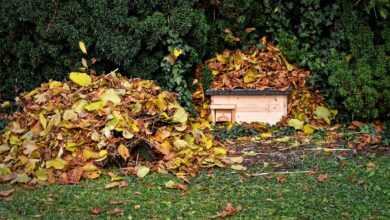 hedgehog houses, garden, shelter