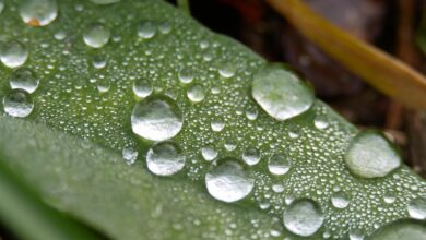condensation, moisture, morning, wet, damp, dew, liquid, droplets, vapor, nature, drops, water, light