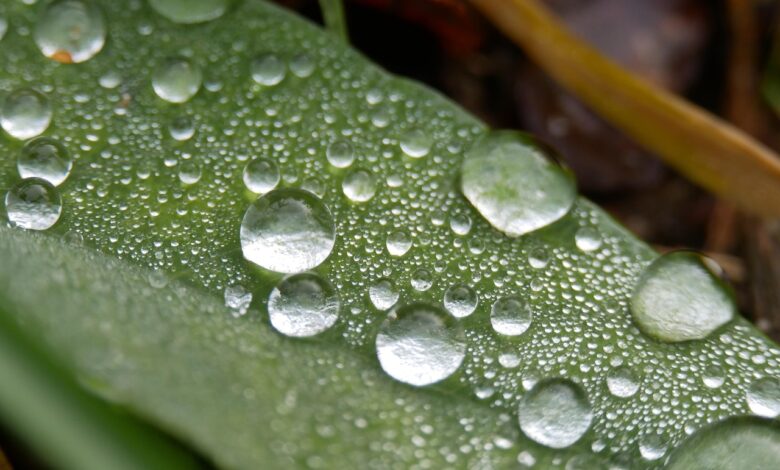 condensation, moisture, morning, wet, damp, dew, liquid, droplets, vapor, nature, drops, water, light