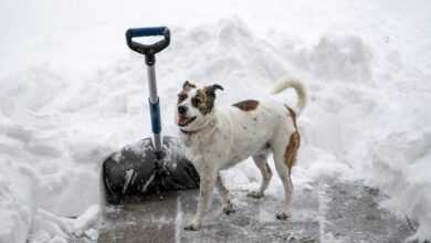 snow shovel, dog, snow