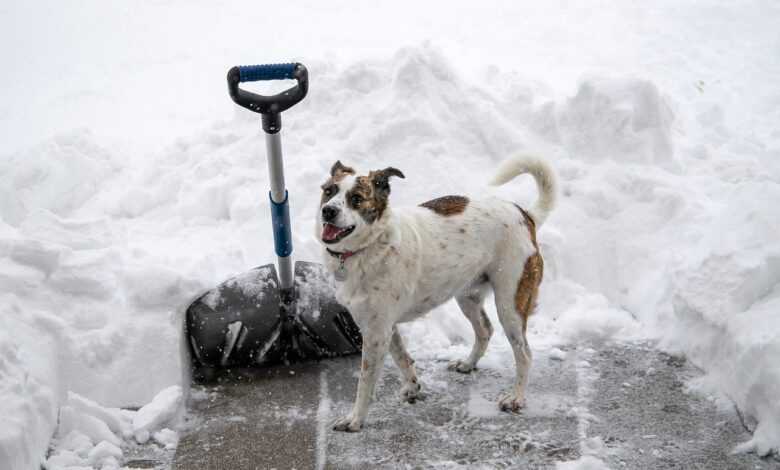 snow shovel, dog, snow