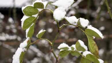 winter, snow, nature