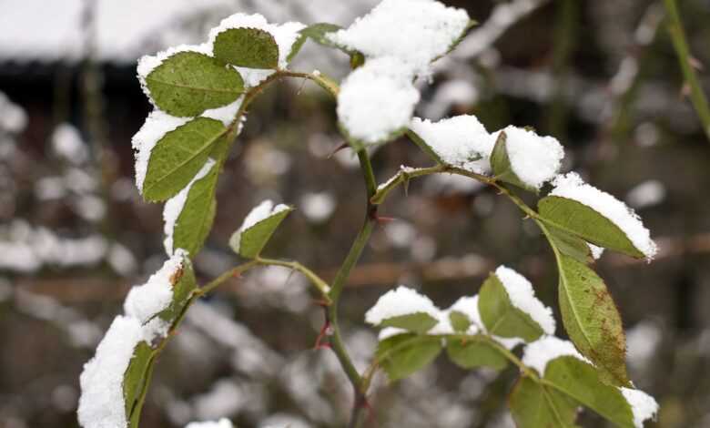 winter, snow, nature