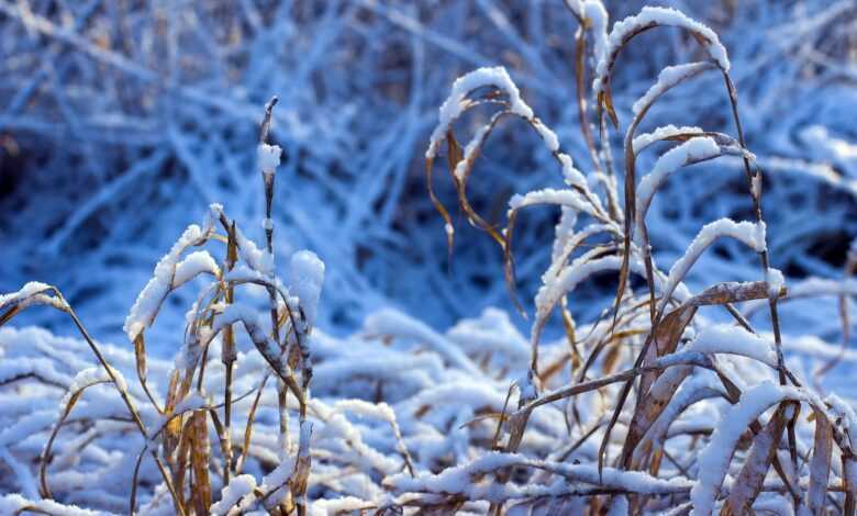 winter, snow, december