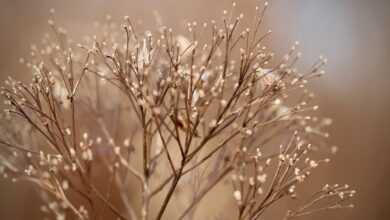 dried flowers, dried, faded, plant, dry plant, nature, fall, close up, bokeh, dried flowers, dried flowers, dried flowers, dried flowers, dried flowers, fall, bokeh, bokeh, bokeh