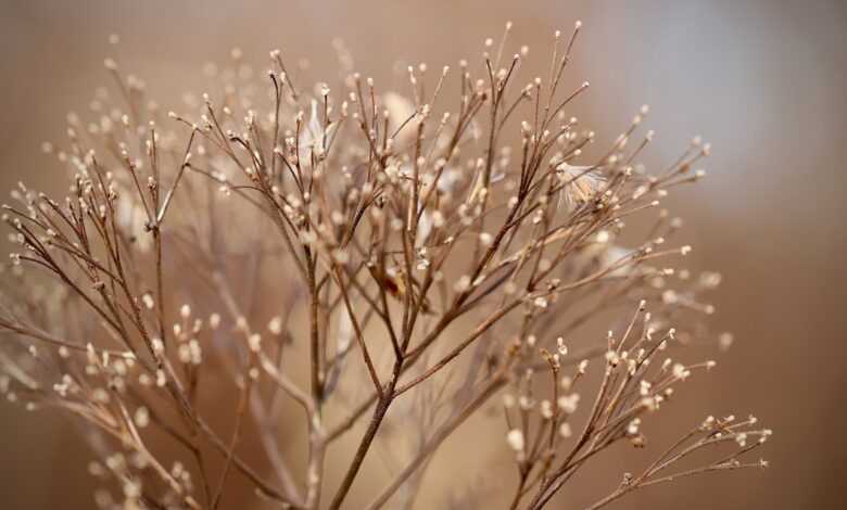 dried flowers, dried, faded, plant, dry plant, nature, fall, close up, bokeh, dried flowers, dried flowers, dried flowers, dried flowers, dried flowers, fall, bokeh, bokeh, bokeh