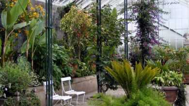 glasshouse, greenhouse, plant