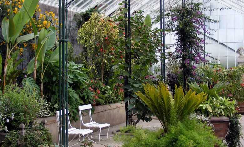 glasshouse, greenhouse, plant