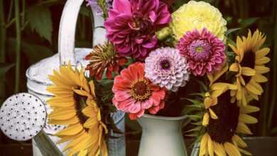 flower, sunflowers, summer