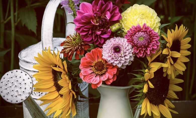 flower, sunflowers, summer