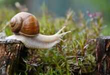 snail, garden, conch, nature, animal, snail, snail, snail, snail, snail