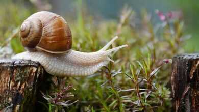 snail, garden, conch, nature, animal, snail, snail, snail, snail, snail